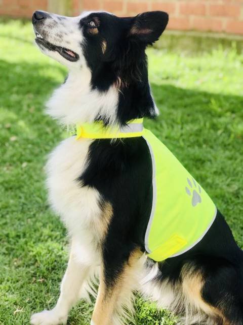 Korntex Stretchy Hi-Vis Safety Vest For Dogs Buenos Aires